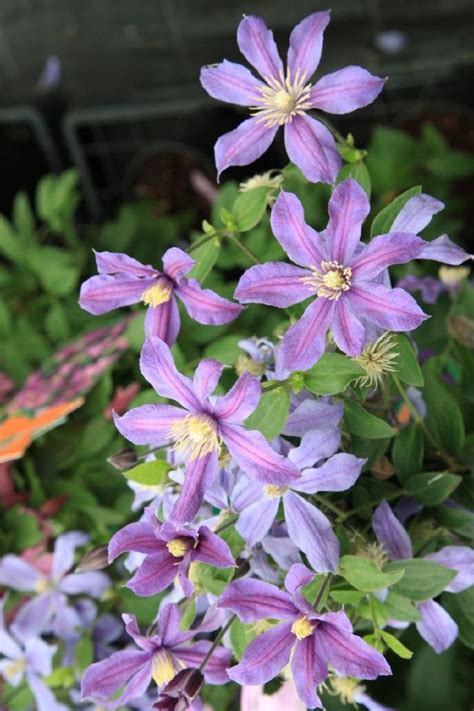 staudenclematis arabella|Staudenclematis Arabella / Clematis integrifolia。